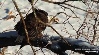 Decorah North Mr North brought fish and not sharing (explore.org 12 28 2020)