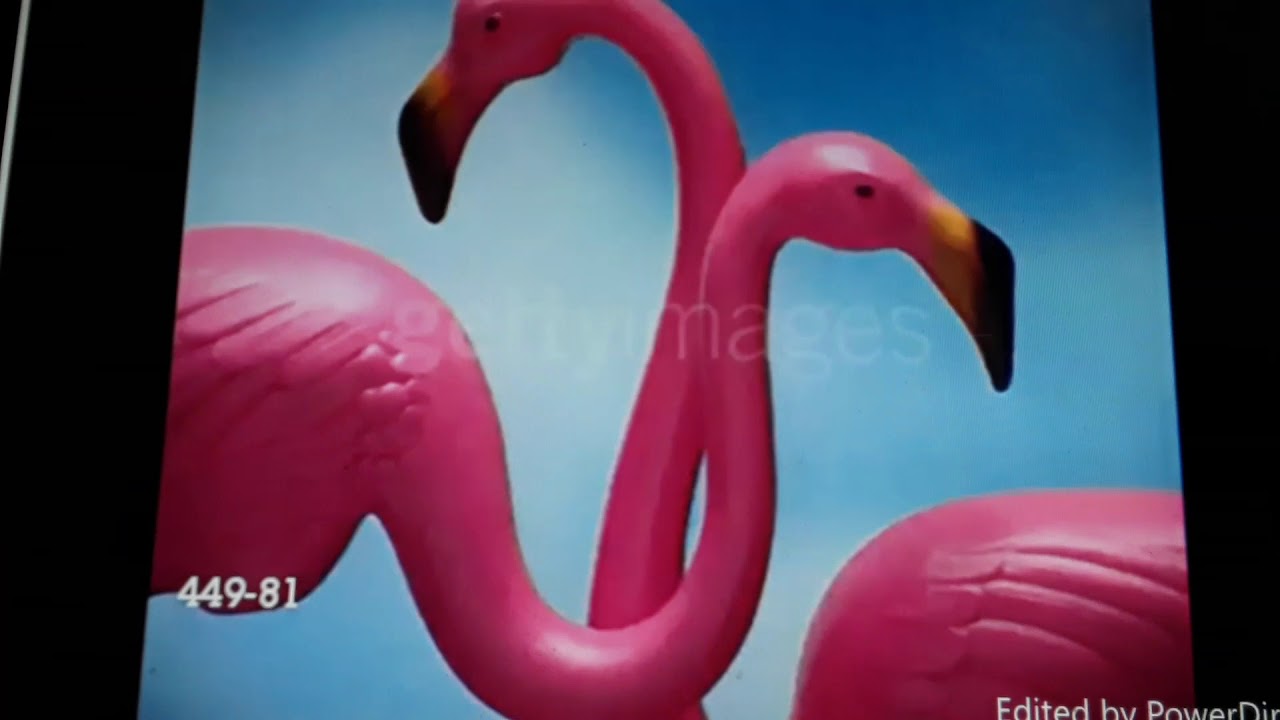 Baby Einstein In The Jungle And Rainforest Tropics Youtube Baby Einstein In The Jungle And Rainforest Tropics Youtube