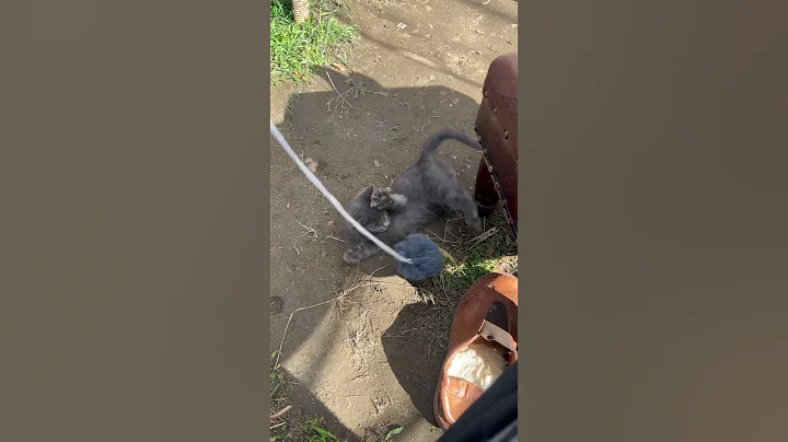 Video 9197051: russian blue kitten playing