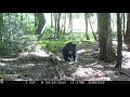 White Mountain National Forest Trail Cam Videos