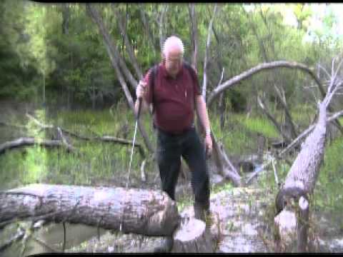 How to make Sassafras tea