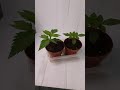 14 Day grow  Gelato g41 , blueberry OG update