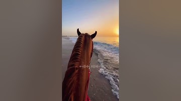 سورة النصر ❤️⚘️حالات واتس اب قرآن كريم بصوت جميل جدا Quran Status ⚘️ ♥️