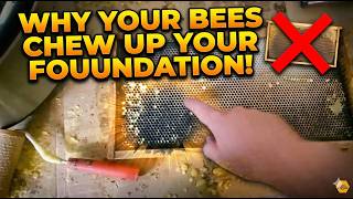 Why your bees chew up your foundation!-That Bee Man