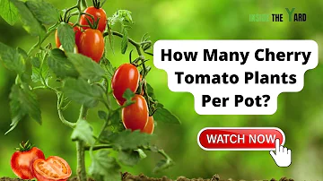 Kolik rostlin třešňových rajčat mohu umístit do jedné nádoby?