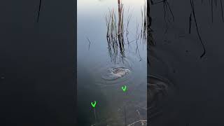 рыбалка, рыбалка на щуку, карась, fishing, рыбалка на карася, удачная рыбалка, щука, ловля
