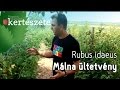 Málna ültetvény - Rubus idaeus - Megyeri Szabolcs Kertészet Ménfőcsanak