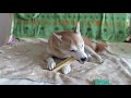 ヒマラヤチーズをガジガジする柴犬