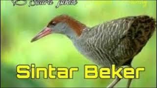 SUARA PIKAT BURUNG BEKER PALING AMPUH SEPANJANG MASA