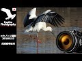 コウノトリ 飛来 明石市 20190113 野鳥 撮影 足環映像もあり | Captim Photography