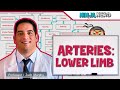 Circulatory System | Arteries of the Lower Limb | Flow Chart