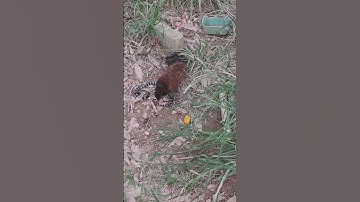 pha đại chiến giữa  bìm bịp và rắn cạp nia cực độc #animals #trending #shorts #short