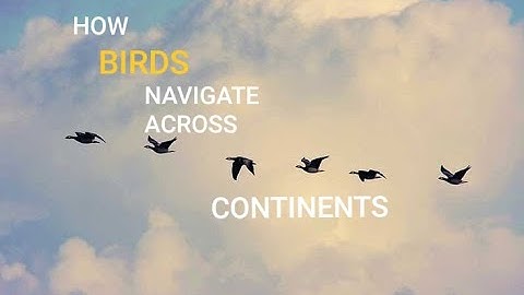 Magnetic Migrations | The Quantum Journey of Birds