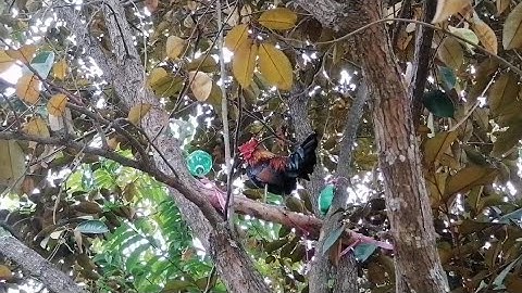 ไก่ต่อสายมาน_qaib dib qua zoo heev li [ Hmong ]​ 2021