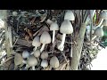 How to make volvariella mushroom spawn/f1 part 2