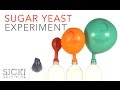 Sugar yeast experiment  sick science 229