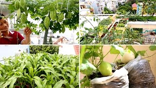 Vườn rau trên sân thượng ở Sài Gòn đủ cho cả gia đình ăn