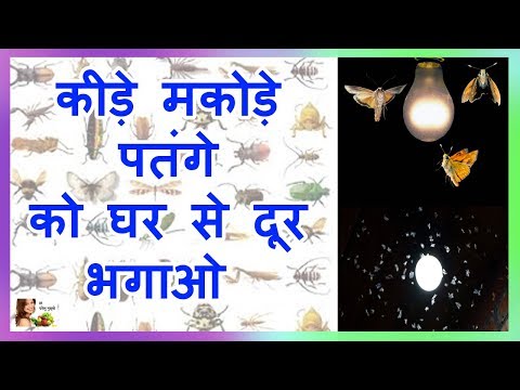 वीडियो: चपरासी पर चींटियों से कैसे छुटकारा पाएं