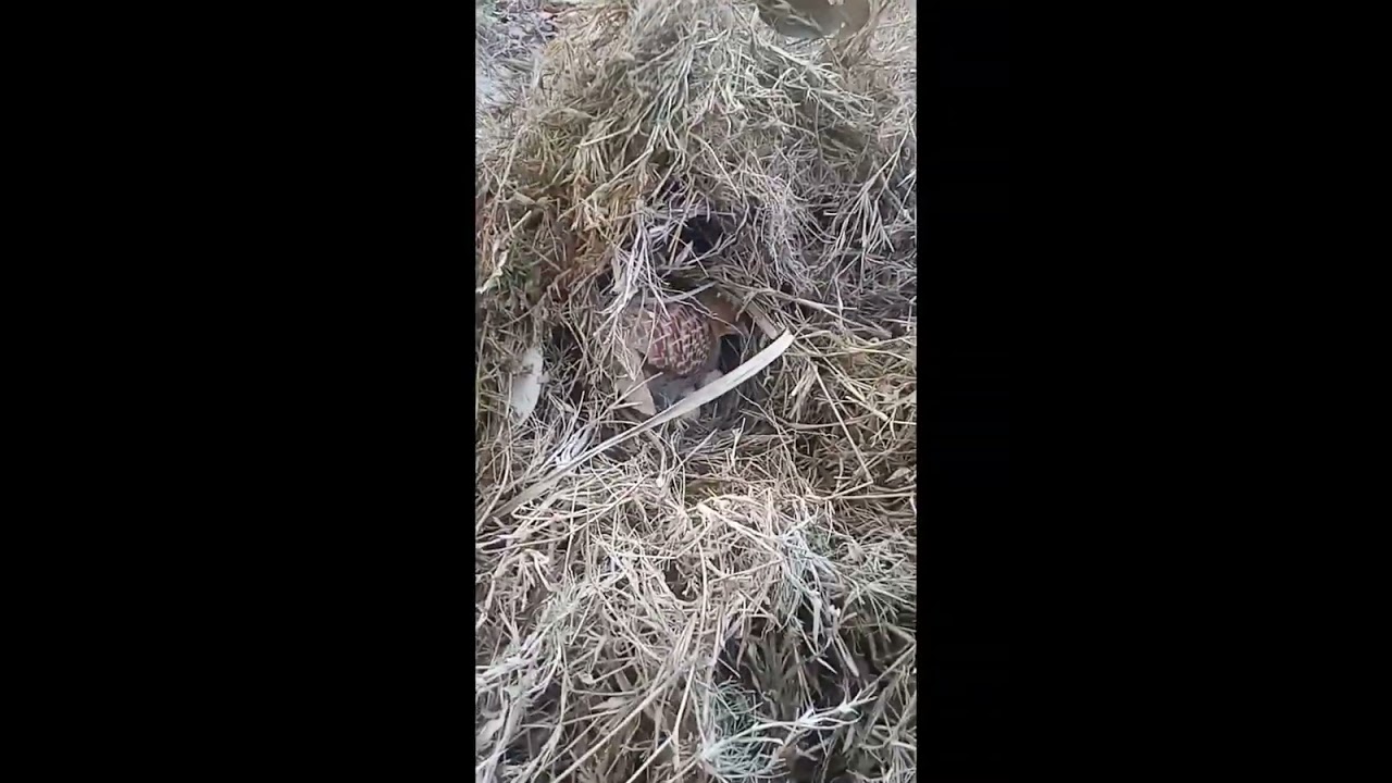 teater egg 16 day reaming babby gift to all scribe