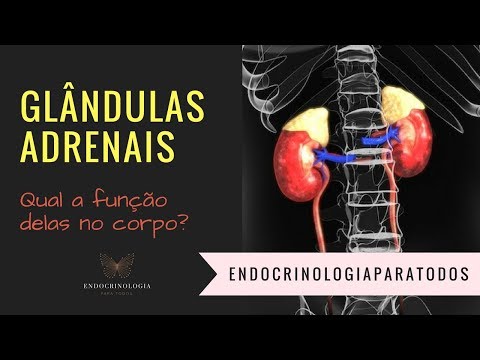 Vídeo: Função, Localização E Definição Das Glândulas Adrenais - Mapas Do Corpo