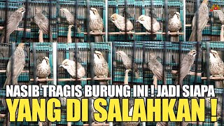 NASIB TR4GIS SI BURUNG INI ! JADI KALAU SUDAH TERJADI SEPERTI INI SIAPA YANG DI SALAHKAN !