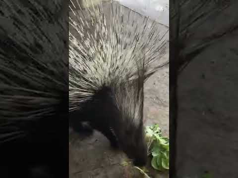 أسرار تغذية النيص ماذا يأكل