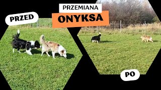 Przemiana - Onyks przed i po