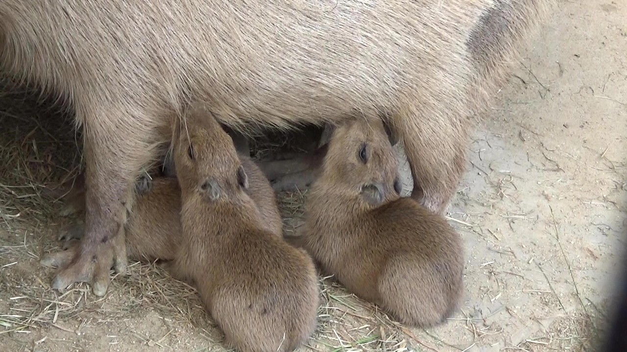 Adorable baby capybaras ❤ Cute capybara babies #612 【Cute animal