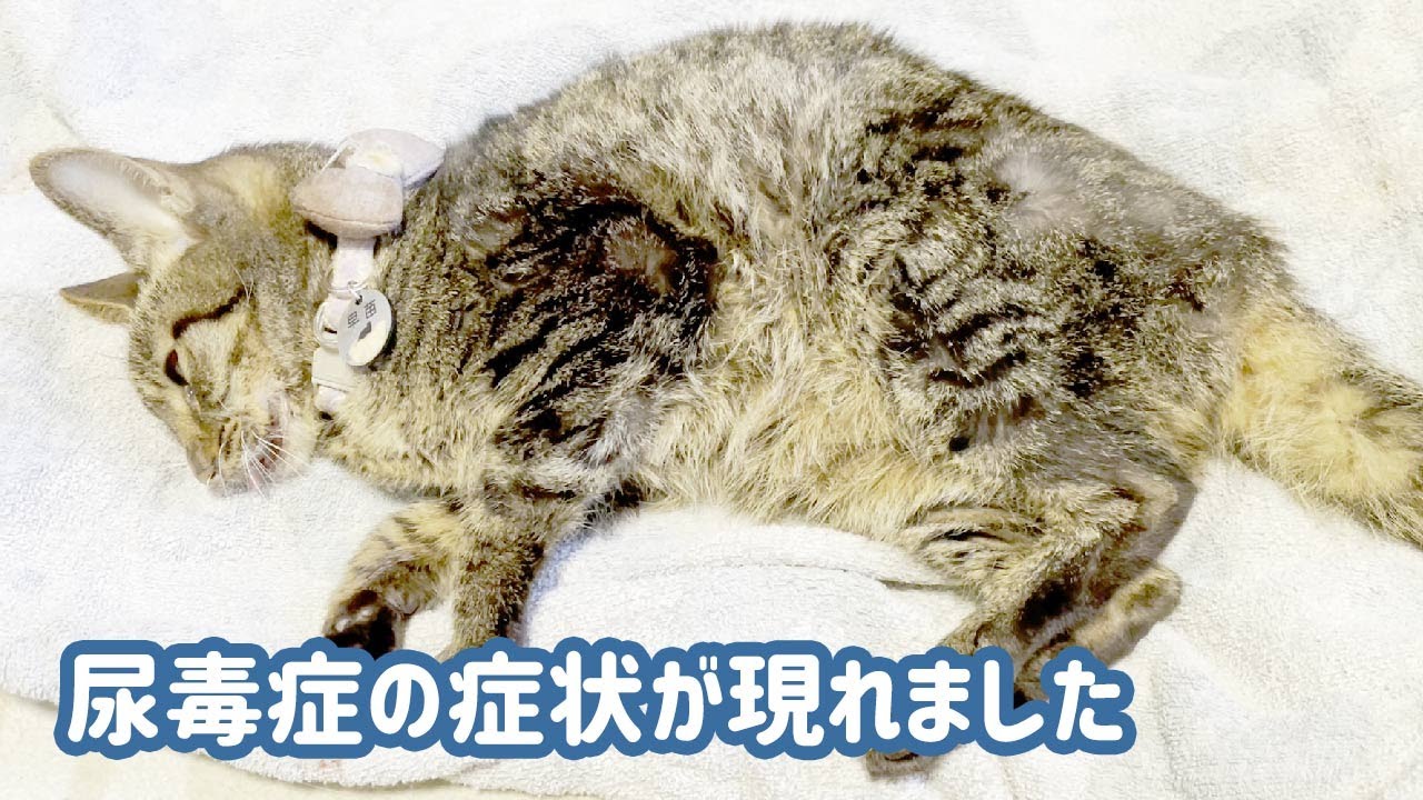 猫 尿毒 症