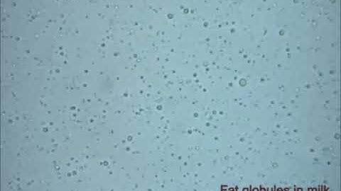 Particle Theory Observation Experiment