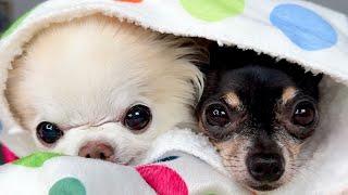A Day In The Life Of Two Tiny Chihuahuas