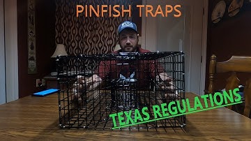 Pinfish Traps...do they work?? | Regulations for Texas