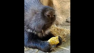 Indian Crested Porcupine Enjoys Corn on the Cob