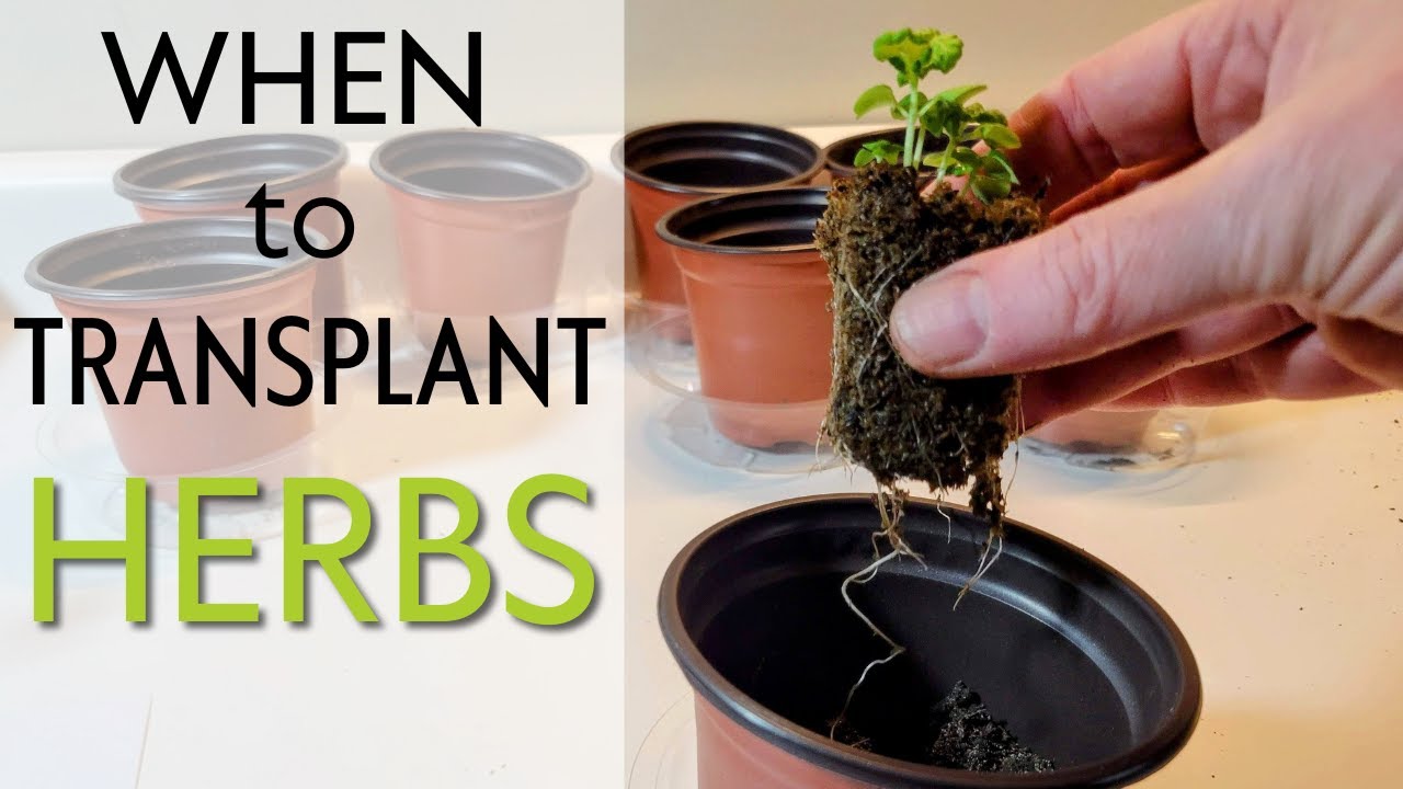 When Should I Transplant My Herbs: Expert Tips
