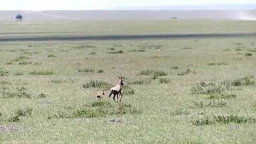 Cheetah brothers come out of nowhere and hunt a topi