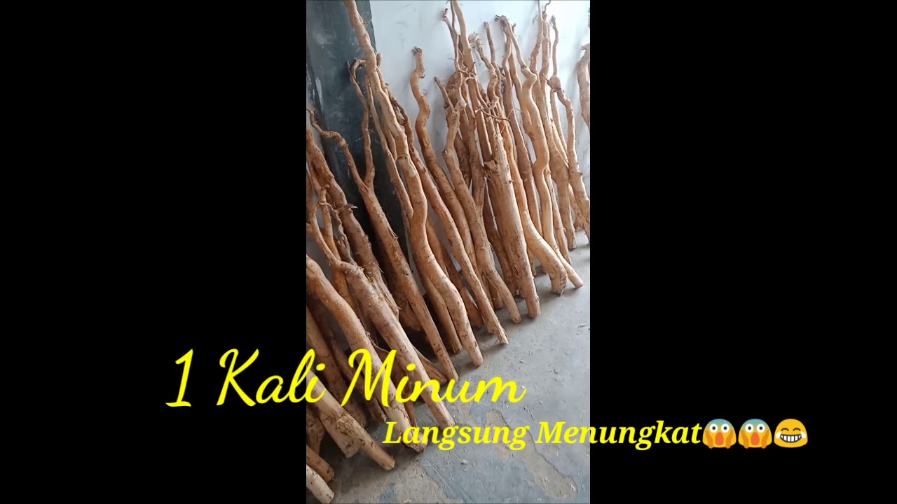 Khasiat Akar Pasak Bumi 