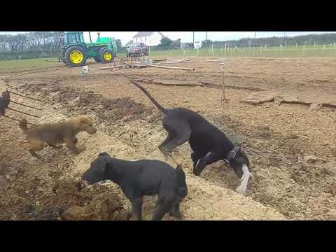 Video: Bolehkah Anjing Gembala Menangkap Tikus