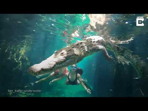 Video: Hướng dẫn Bơi cùng Cá mập voi ở Mexico