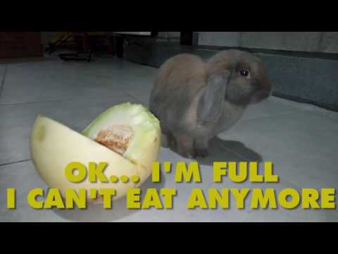Holland Lop Eating A Cantaloupe You