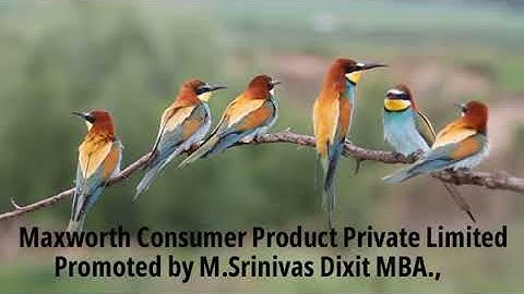 Bird Sounds Spectacular : Morning Bird Song