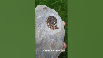 orange ammonite! #fossils #ammonite #beach #rock