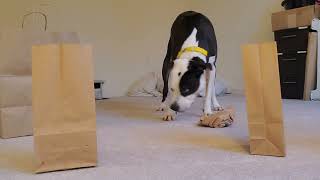 Enrichment Essentials: Paper Bag Puzzles - Multiple Bags! by J-R Companion Dog Training 107 views 8 months ago 5 minutes, 19 seconds