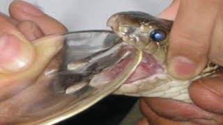 7 Amazing Animal Poisons