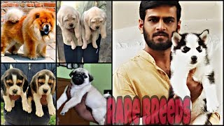 German Shepherd|Maltese Puppy|Shih Tzu|Giant Tibetan Mastiff| by THE MMS VLOGS 66,326 views 5 years ago 11 minutes, 3 seconds