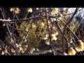 思い出のアルバム- ひばり児童合唱団