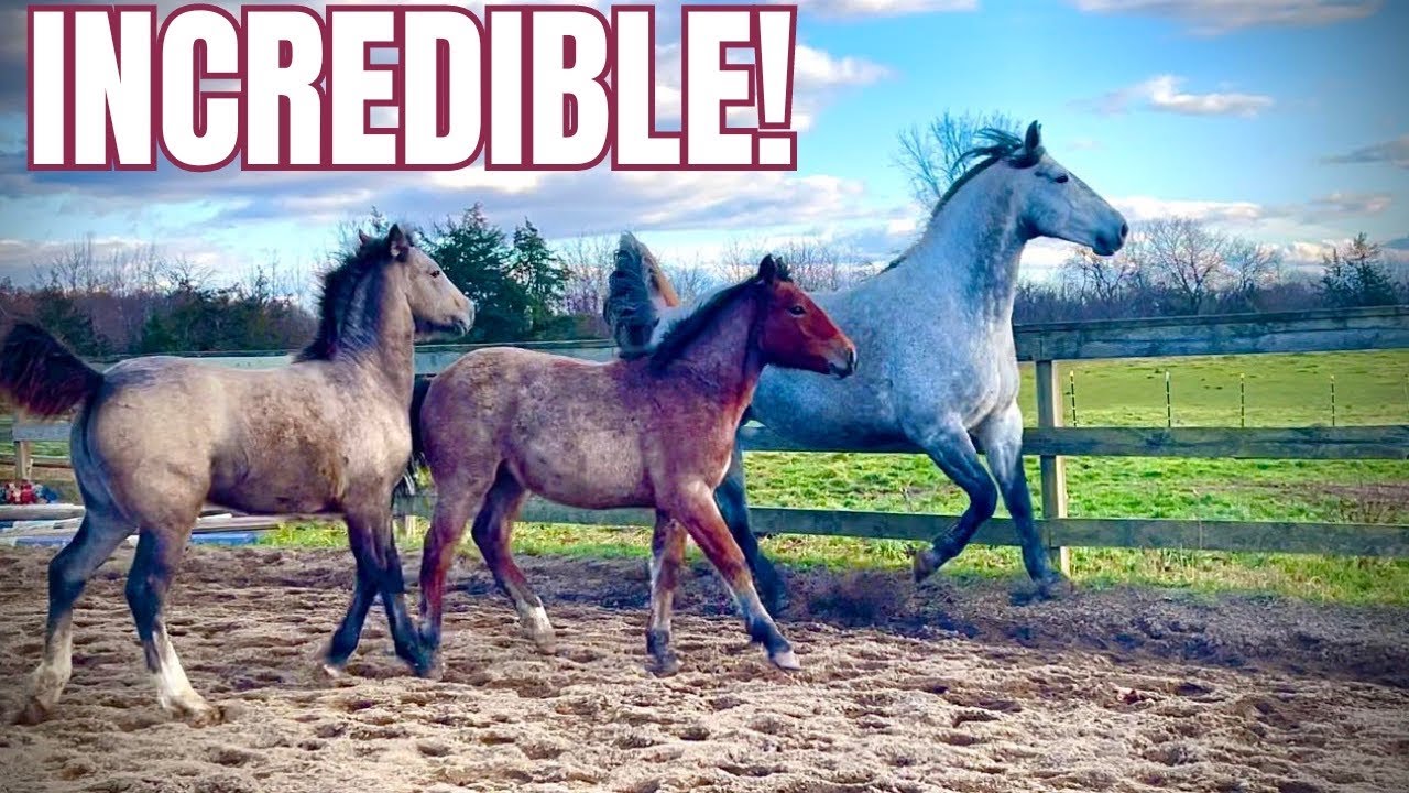 Majestic Horses! Watch These Two Fillies Run & Go Out Pasture Together