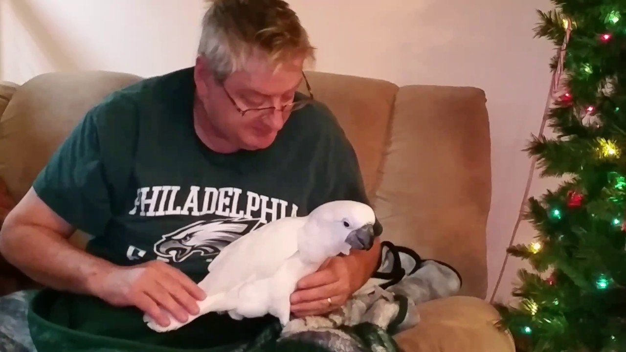 cockatoo price ph Onni wont leave sick Daddy