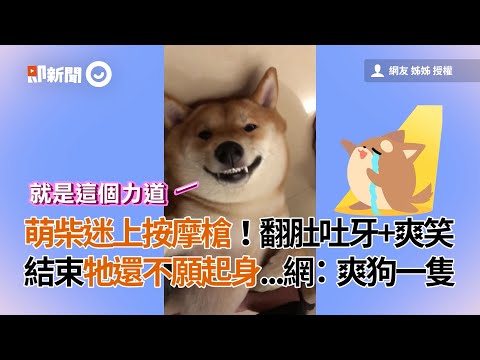 萌柴迷上按摩槍！翻肚吐牙+爽笑 結束牠還不願起身...網：爽狗一隻│寵物│狗狗│柴犬