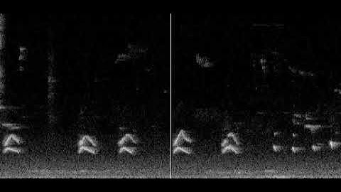 Bird song spectrogram