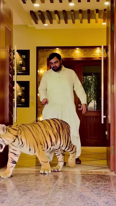 Tottal kitnay lions tigers hein